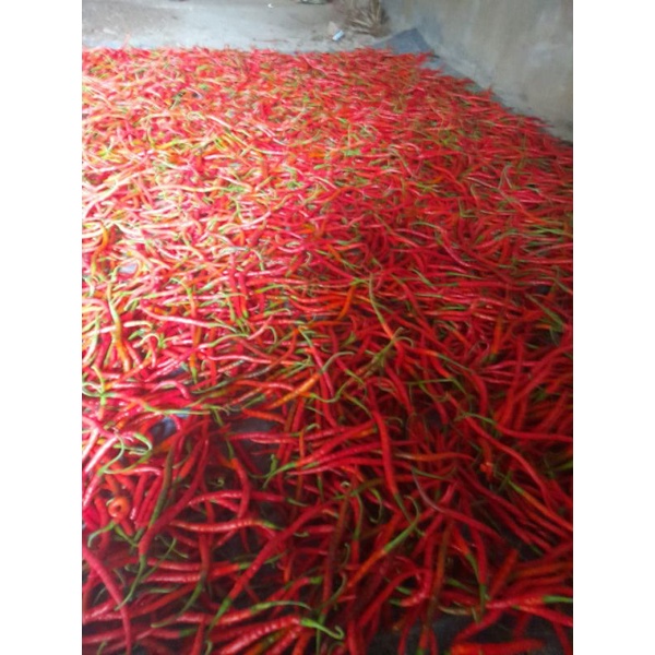 

cabai merah organik