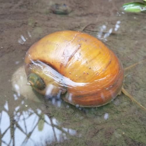 1KG Keong Mas Pembersih Aquarium