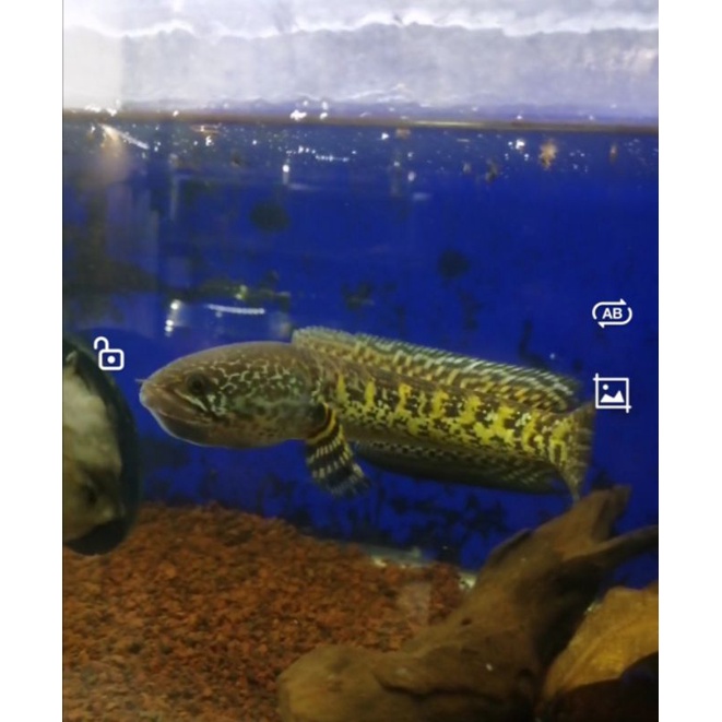 chana Auranti maculata size 19-20 cm