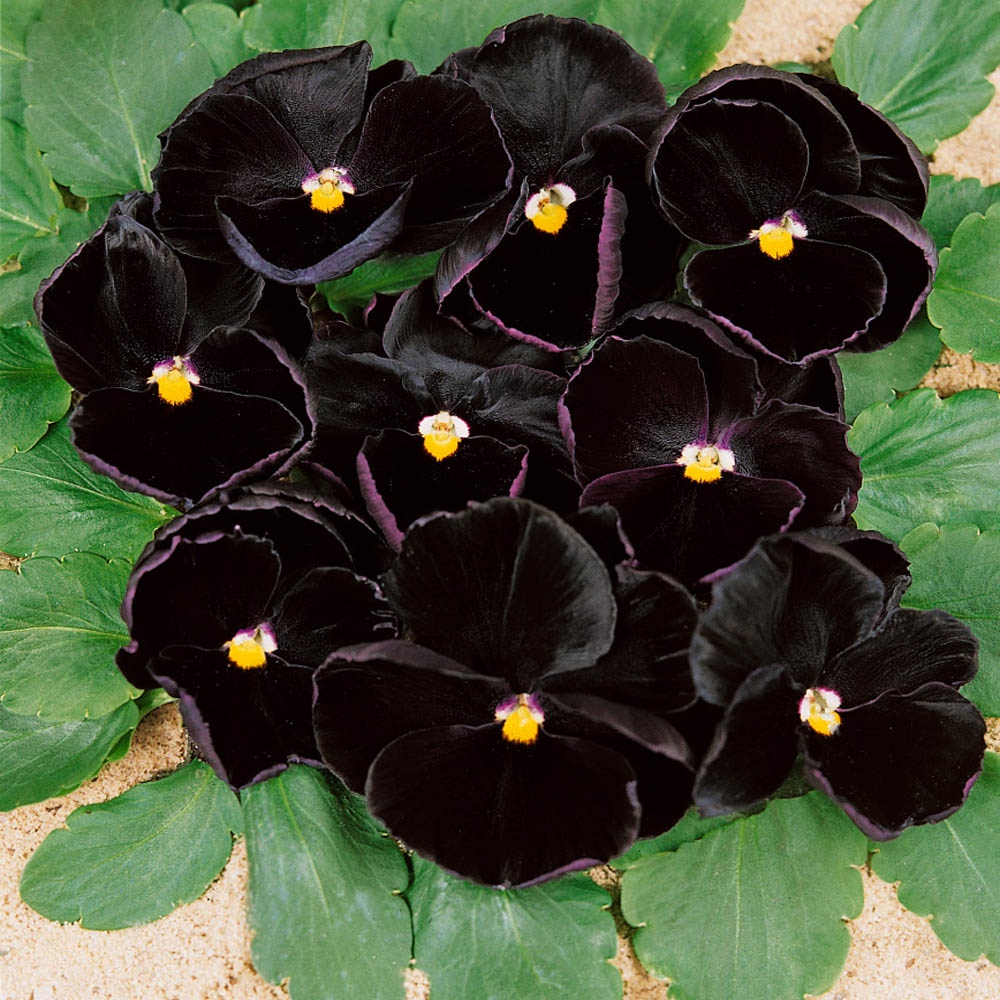 Benih Bibit Biji - Bunga Pansy Clear Crystal Black Flower Seeds - IMPORT