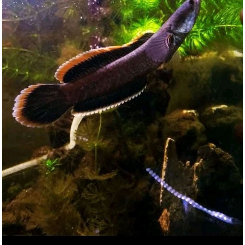 limbata pegunungan Rim tebal gondrong single tank