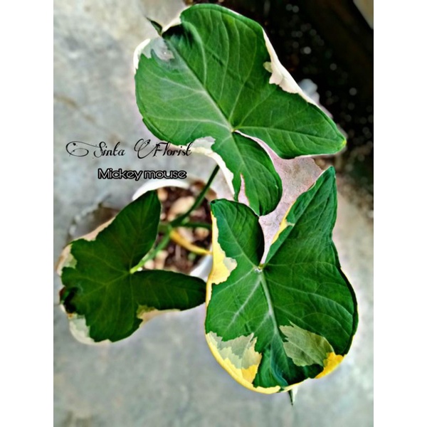 Caladium Varigata Ekor Tikus / Keladi varigata