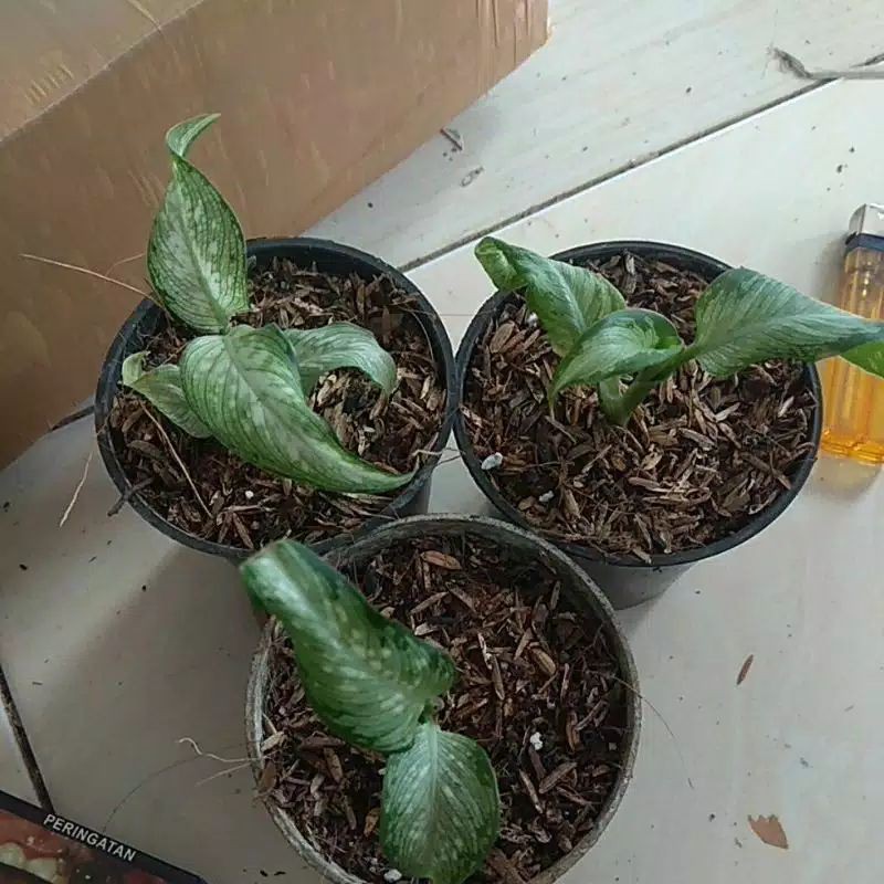 bibit aglonema diven daun terbalik