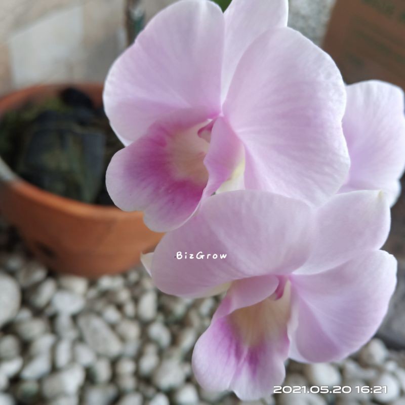 Anggrek Dendrobium NTA