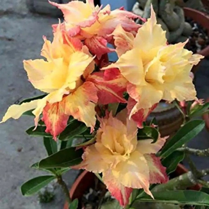 

kamboja jepang adenium red spider / bibit