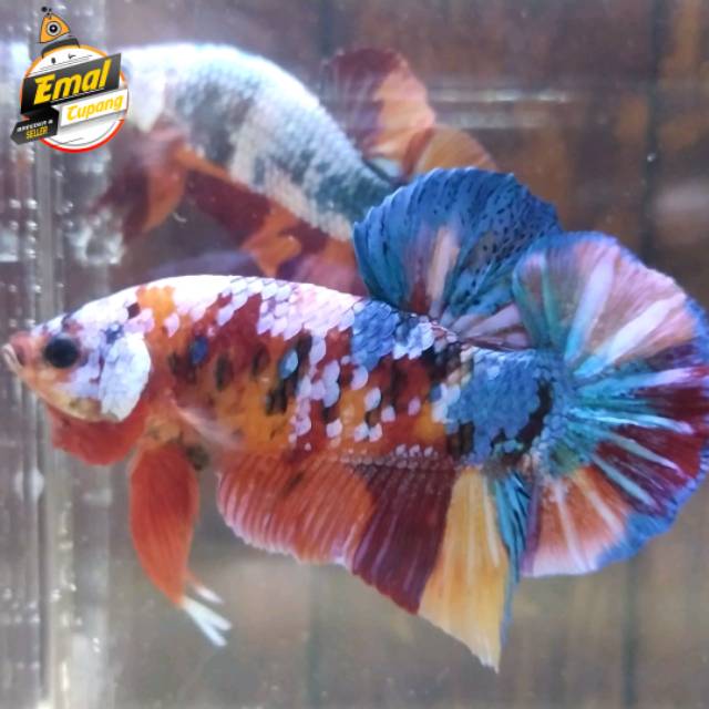 Betta Fish Cupang Hias Nemo Galaxy Multicolor Male Size L Super Grade Shopee Indonesia