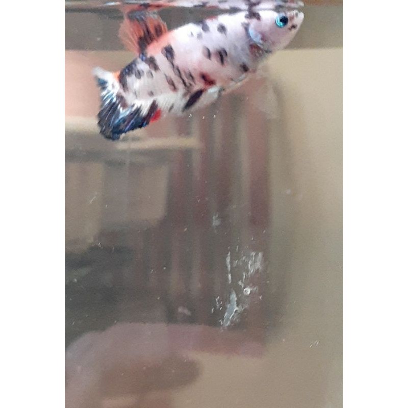 Cupang Female Giant Nemo Multicolour