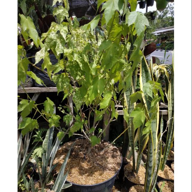 Bahan Bonsai Javanese Maple Varigata