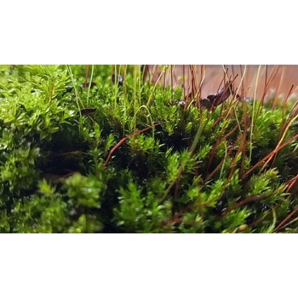 Tanaman Living moss, lumut hutan, lumut media tanam, lumut terrarium