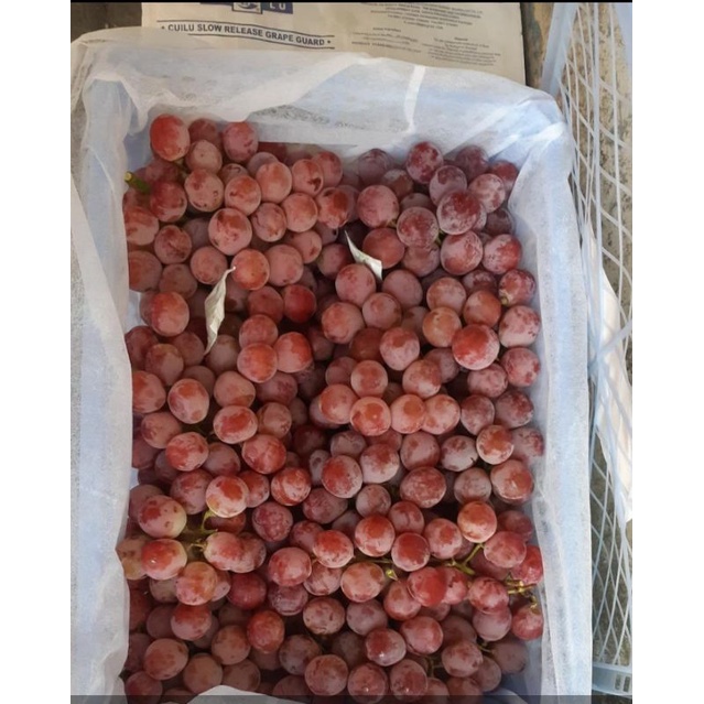 

anggur table grape