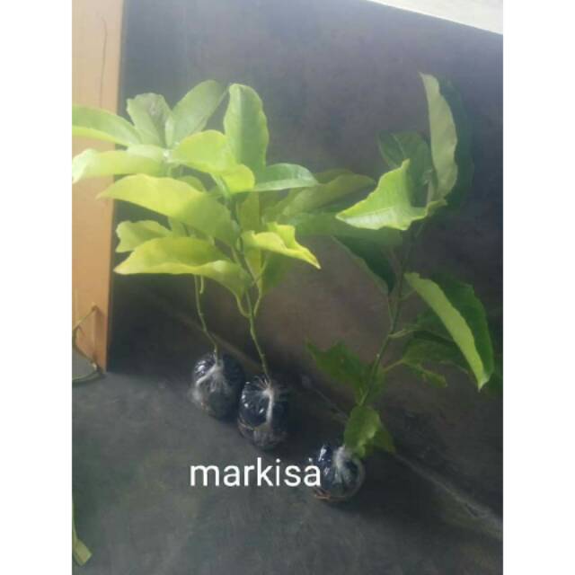 BIBIT BUAH MARKISA MARKISA UNGU MARKISA TAMAN BUAH MARKISA