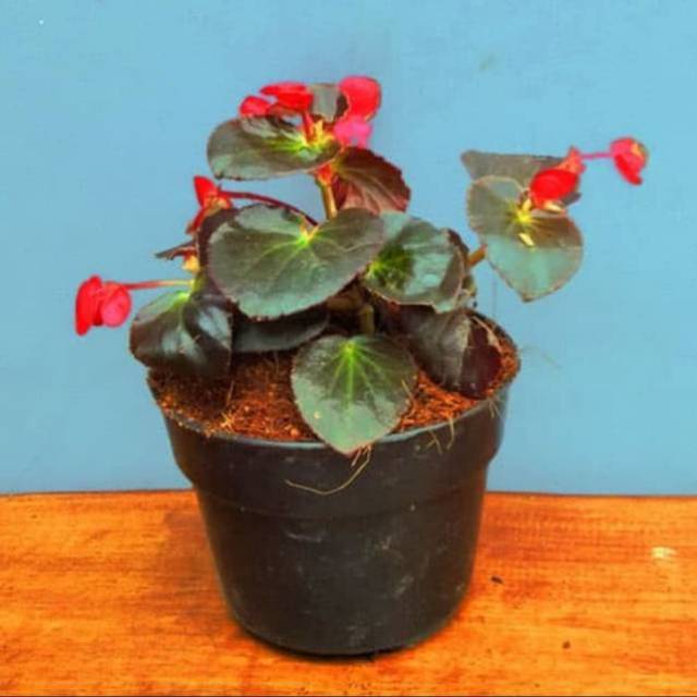 Tanaman begonia merah -tanaman hias -begonia merah