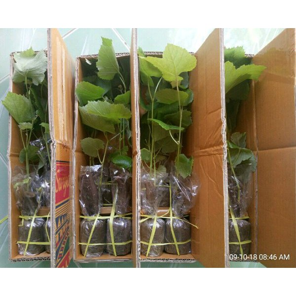 Paket 3varian bibit anggur lokal  Seed