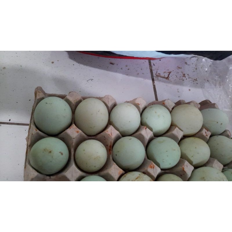 

Telur Bebek mentah