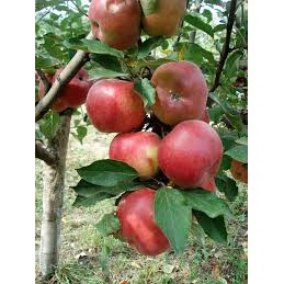 BIBIT APEL MERAH SIAP BERBUAH