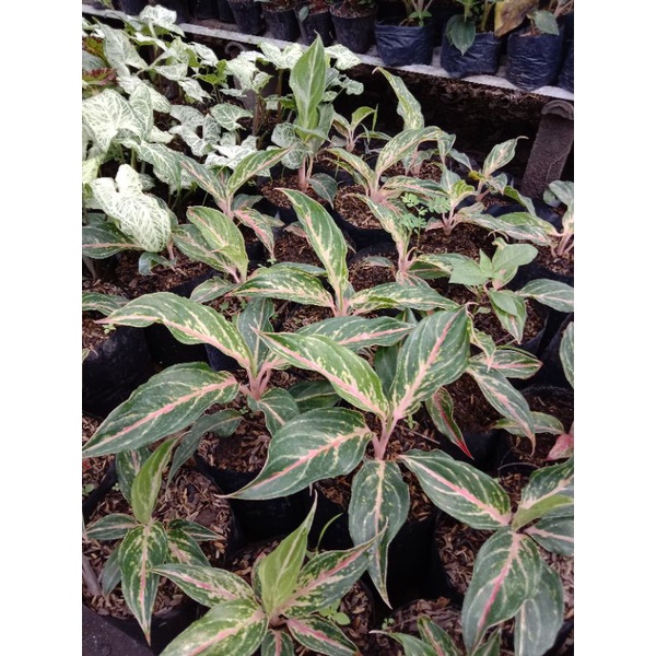 BUNGA AGLONEMA BUTTERFLY/ AGLONEMA/MURAH /COD