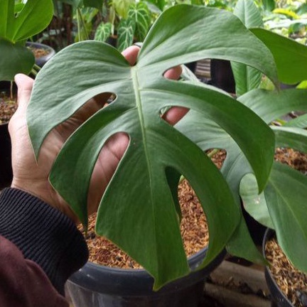 Tanaman Hias Monstera deliciosa/Monstera Deliciosa/Monstera