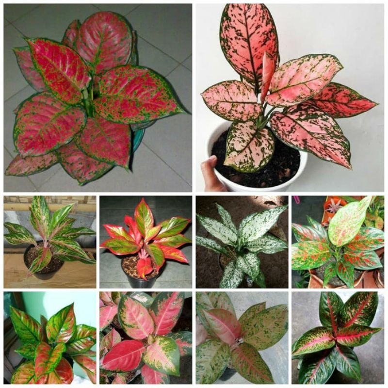 bunga aglonema paket 10