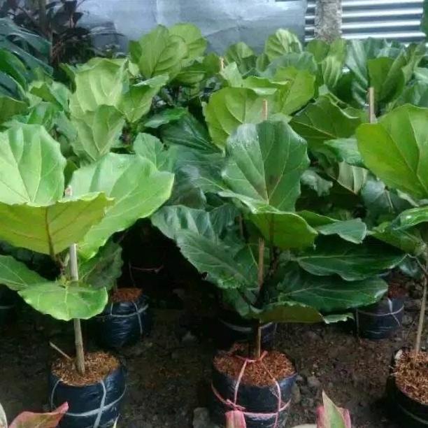 PROMO Bibit Pohon Ketapang biola - pohon Ketapang biola -