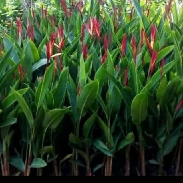 Tanaman hias heliconia pisang pisangan merah