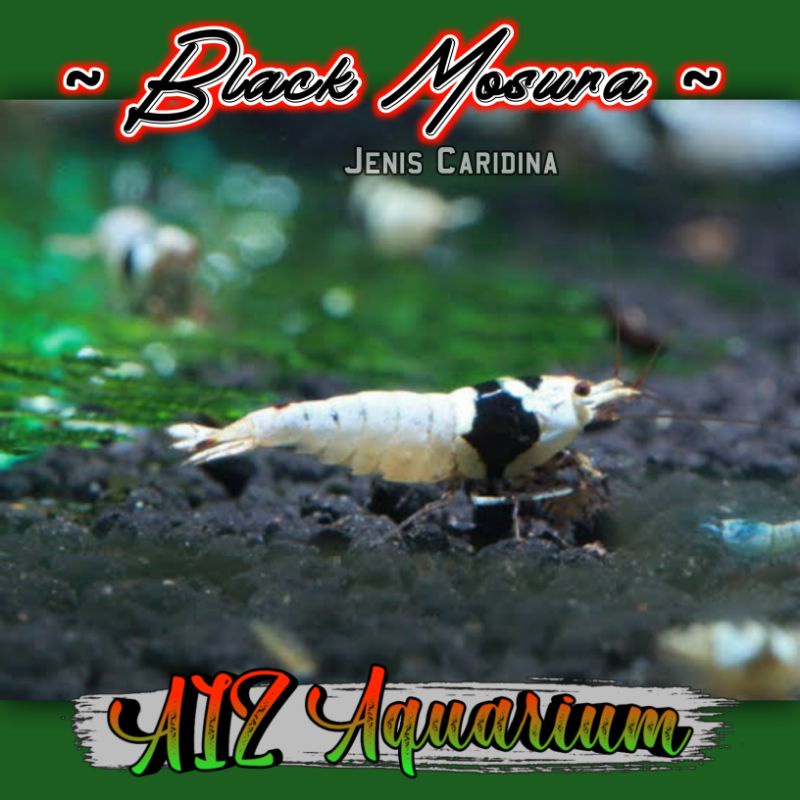 Udang Hias Black Mosura Aquarium & Aquascape