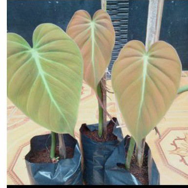 Bibit tanaman hias cuting stek philo milano /michan