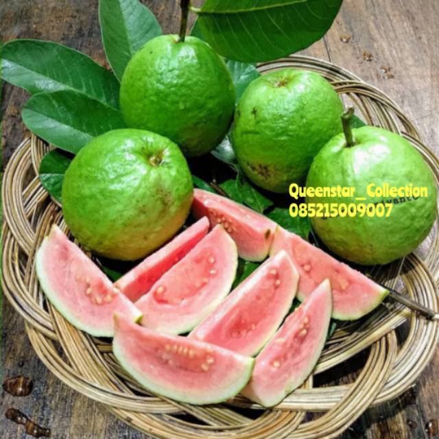 

JAMBU BIJI / JAMBU MERAH MANIS GRADE A KAYA VITAMIN C & TINGKAT IMUN TUBUH