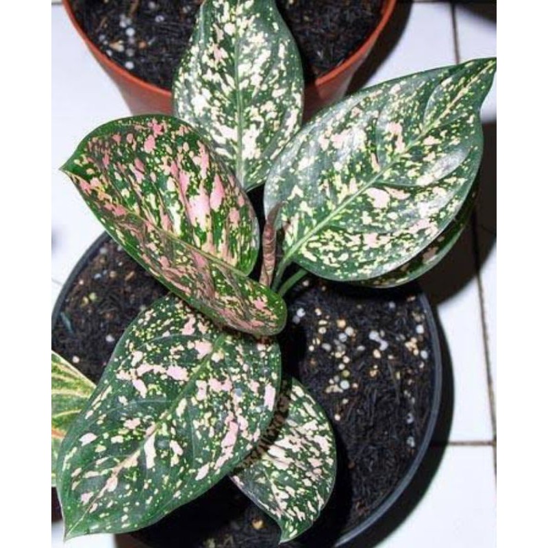 Bunga Aglonema Ruby Pink - Tanaman Hias Aglaonema Pink Ruby