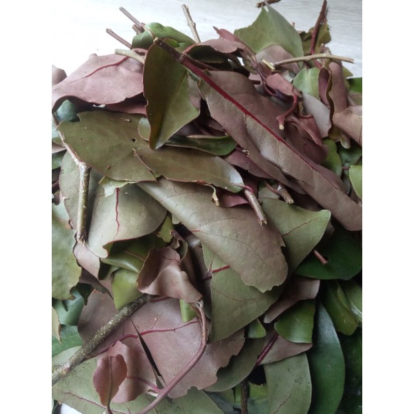 daun benalu kopi segar 500grm