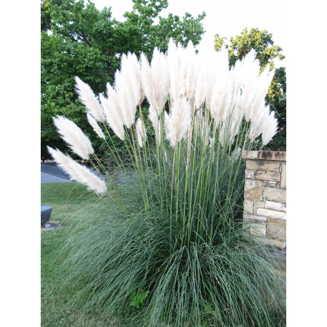 Bibit / Benih Biji Rumput Putih White Pampas Grass Cantik Halus Lembut