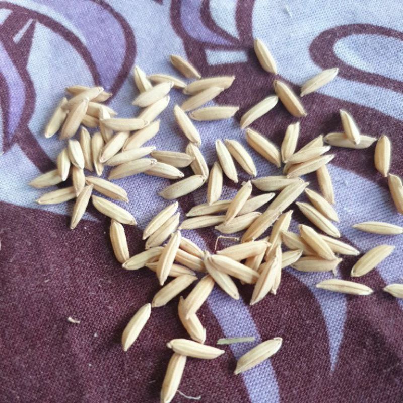 

Bibit unggul Ciherang biji panjang 5 kg