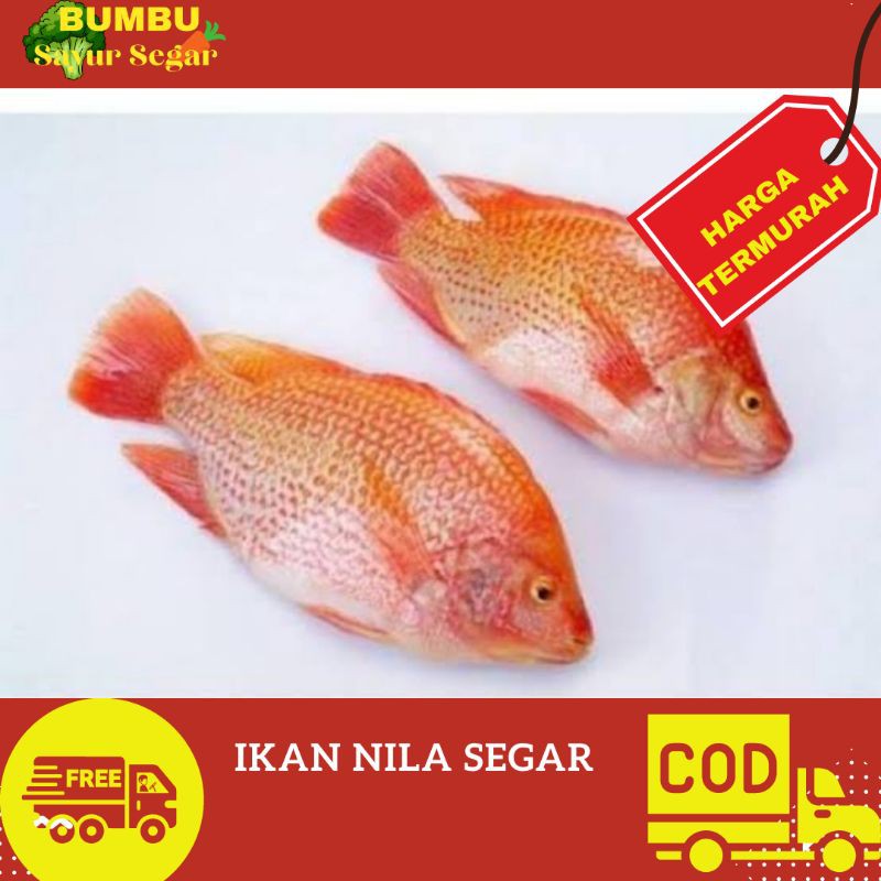 

IKAN NILA SEGAR 1kg