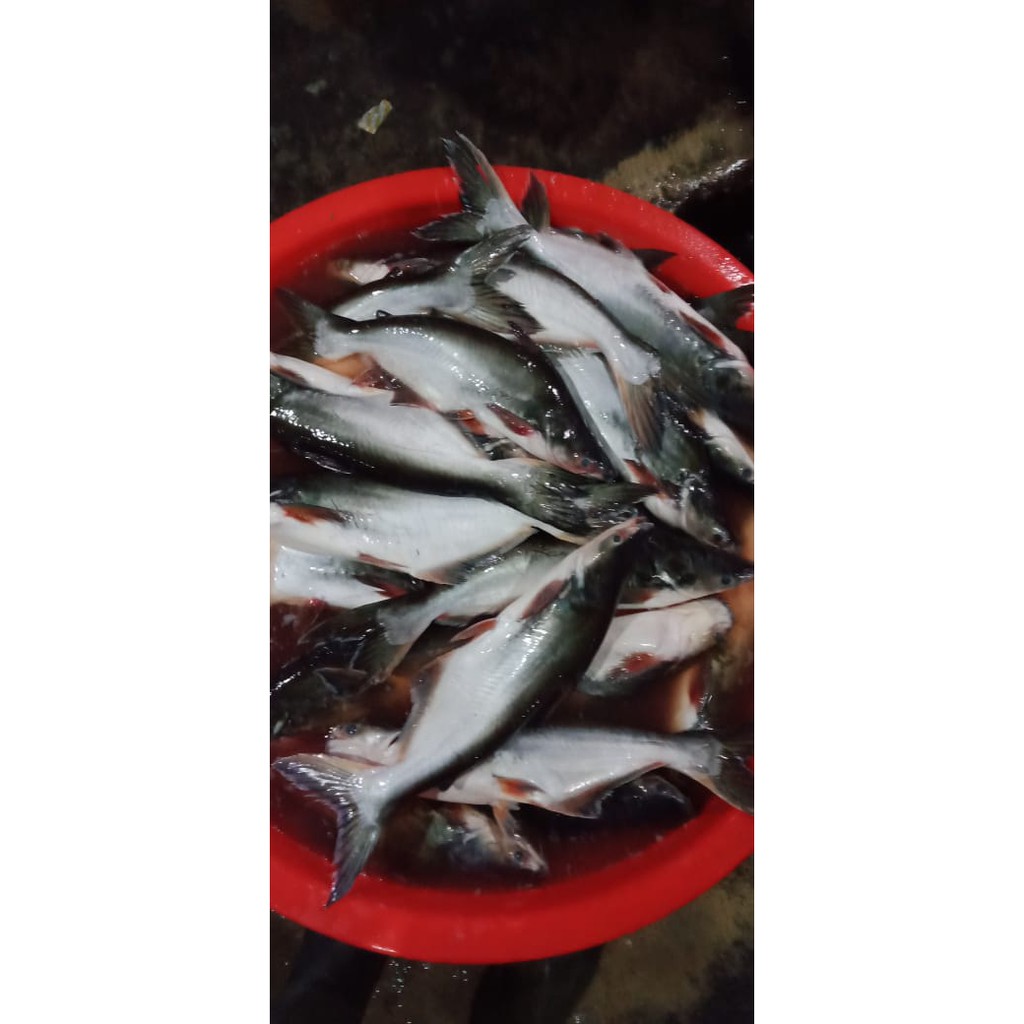 

Ikan Patin