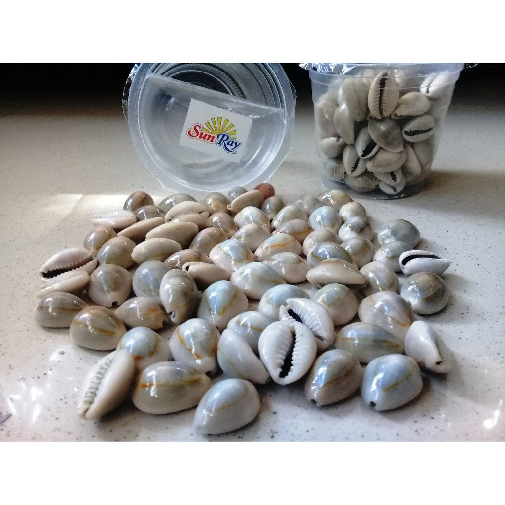 Kerang Cup Asli Congklak Mainan Bekel Etc Toys