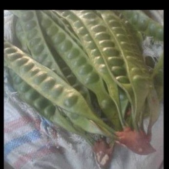

Pete Petai buah lonjoran papan besar grade A murah