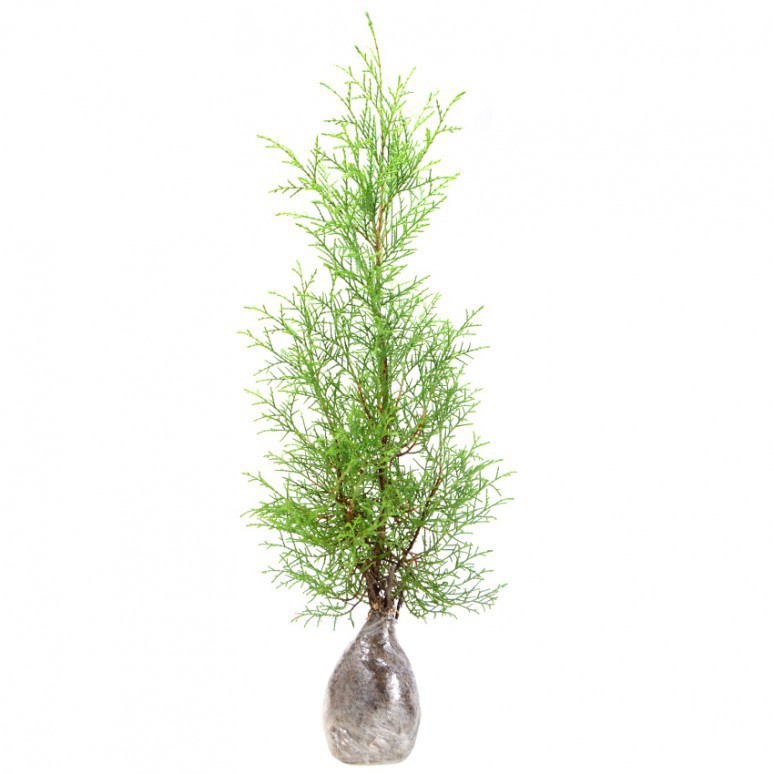 Bahan Bonsai Cemara Renthes / Cemara Wangi