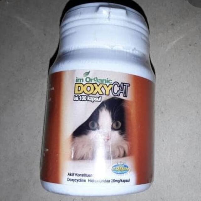 Doxy cat ecer