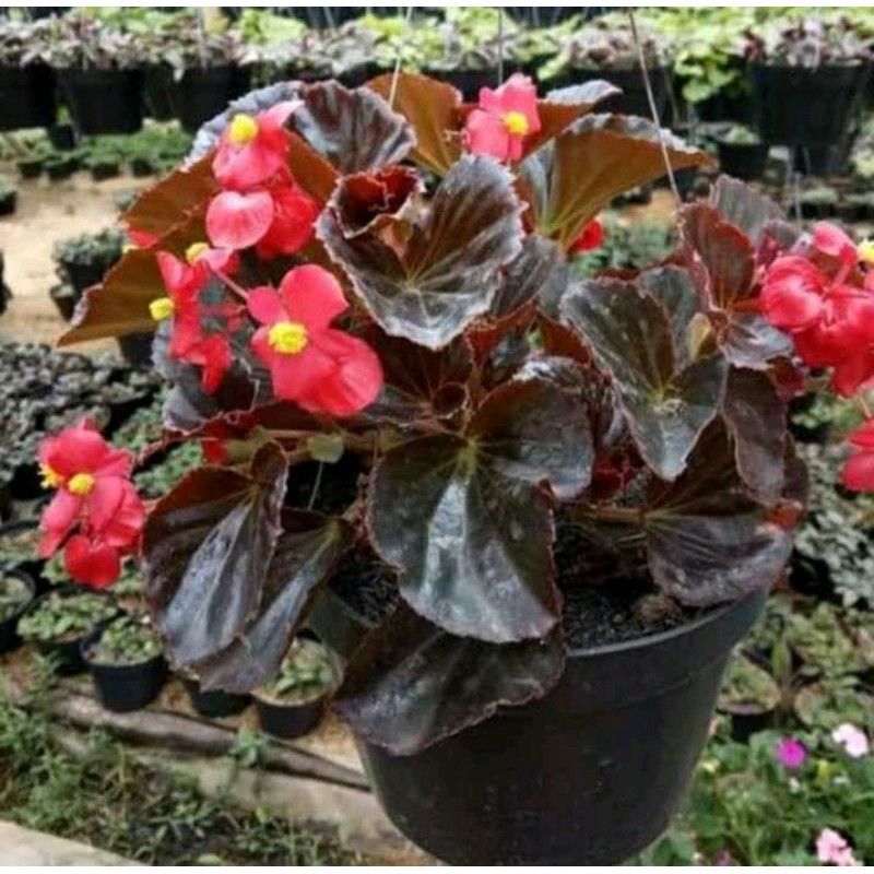 Tanaman Hias Begonia Merah / Begonia Merah