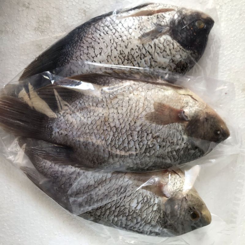 

Ikan Gurame