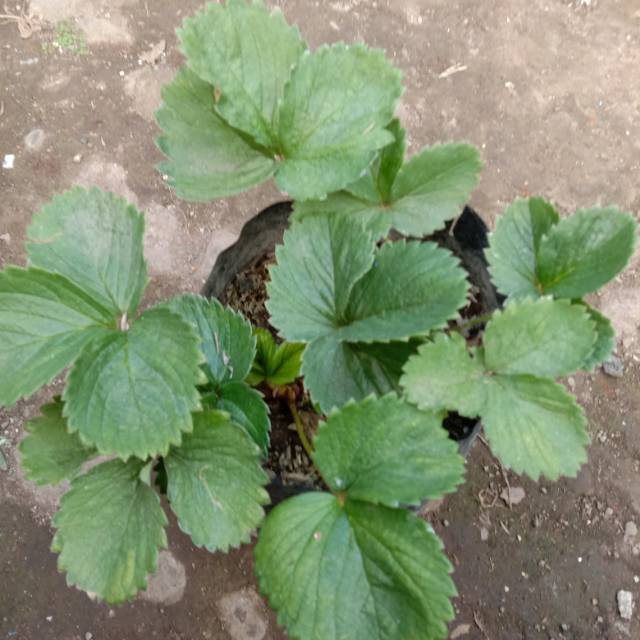 bibit stroberi
