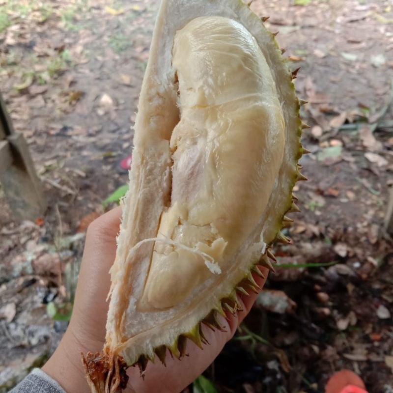 

durian