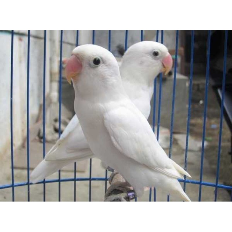 Lovebird Albino MH Sepasang