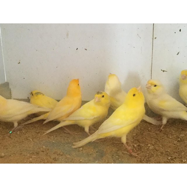 BURUNG KENARI KUNING SEPASANG JANTAN BETINA