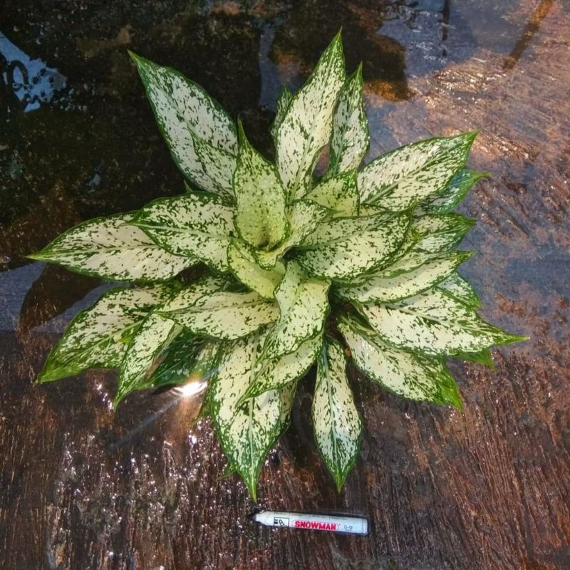 Aglonema Snow white anakan murah / Tanaman hias aglonema snow white murah