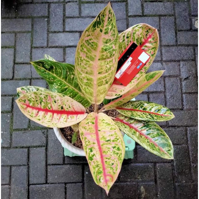 donacarmen aglonema mutasi