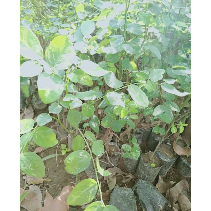 daun katuk bibit daun katuk pelancar asi