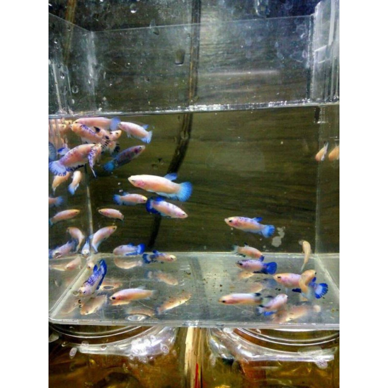 Bahanan blue rim ikan cupang hiasan aquarium soliter cupang