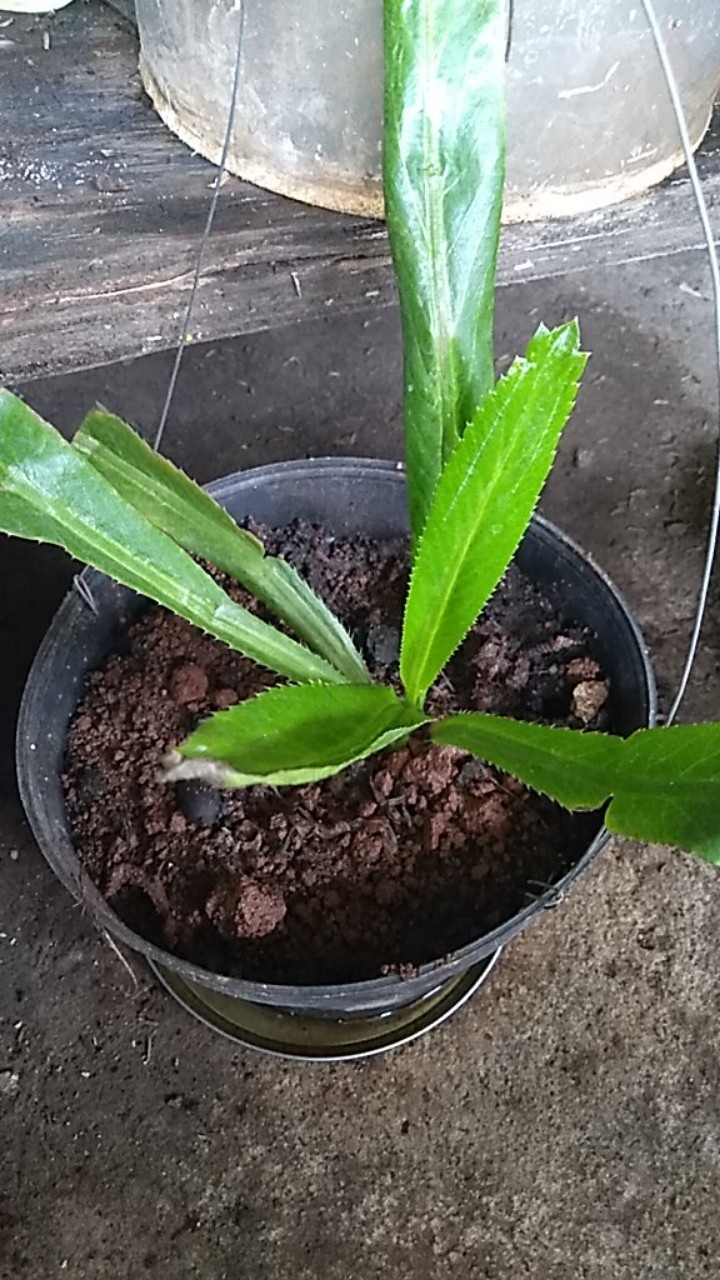 Walang Sangit Bibit Herbal Walang Sangit/tanaman Herbal Walang Sangit