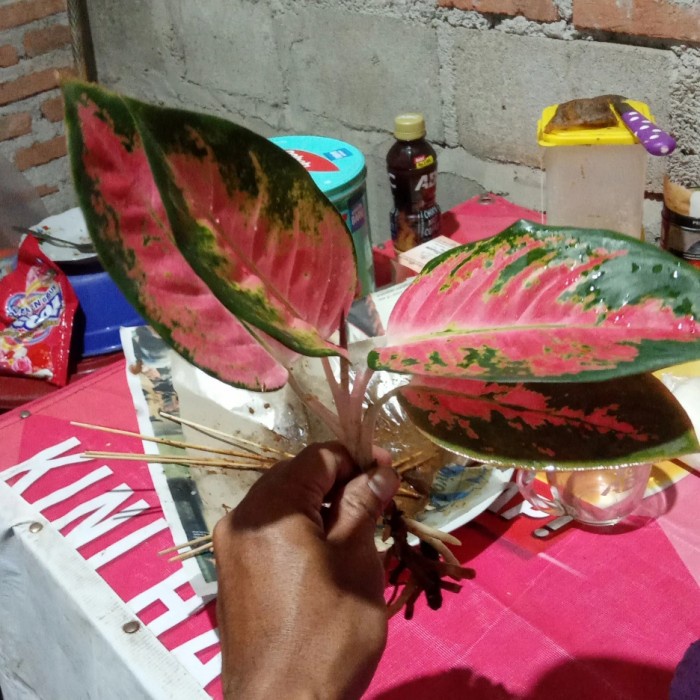 Aglonema kocin/red kocin/ tanaman hias kocin