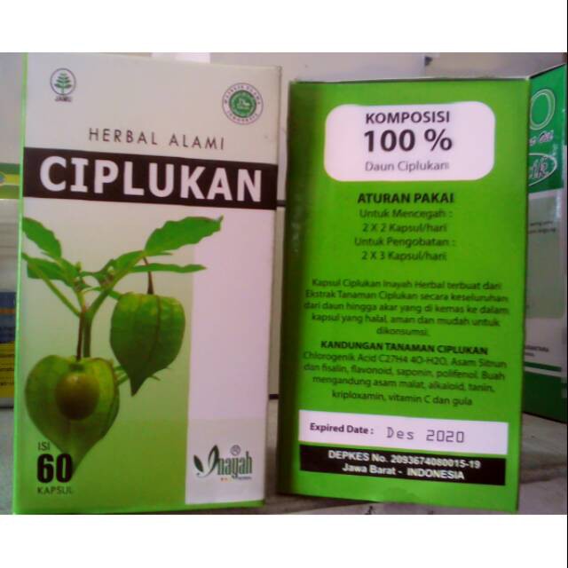 Herbal Alami Ciplukan / obat diabetes melitus inayah